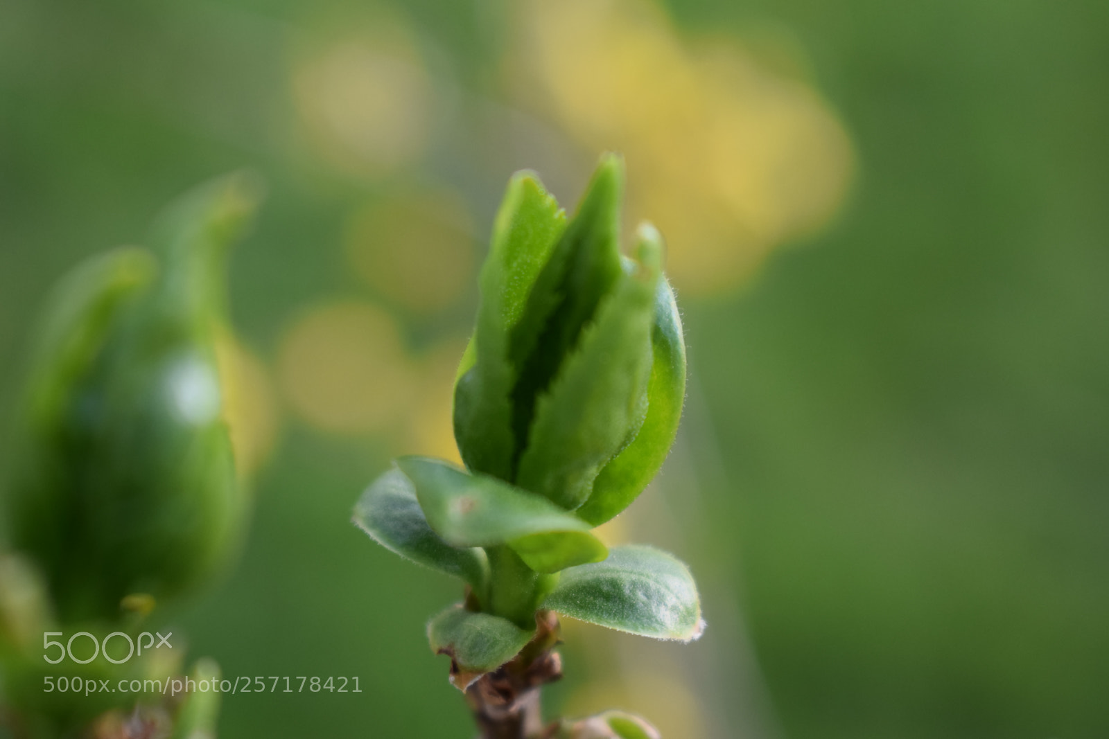Nikon D5300 sample photo. Natural pictures #stock photography