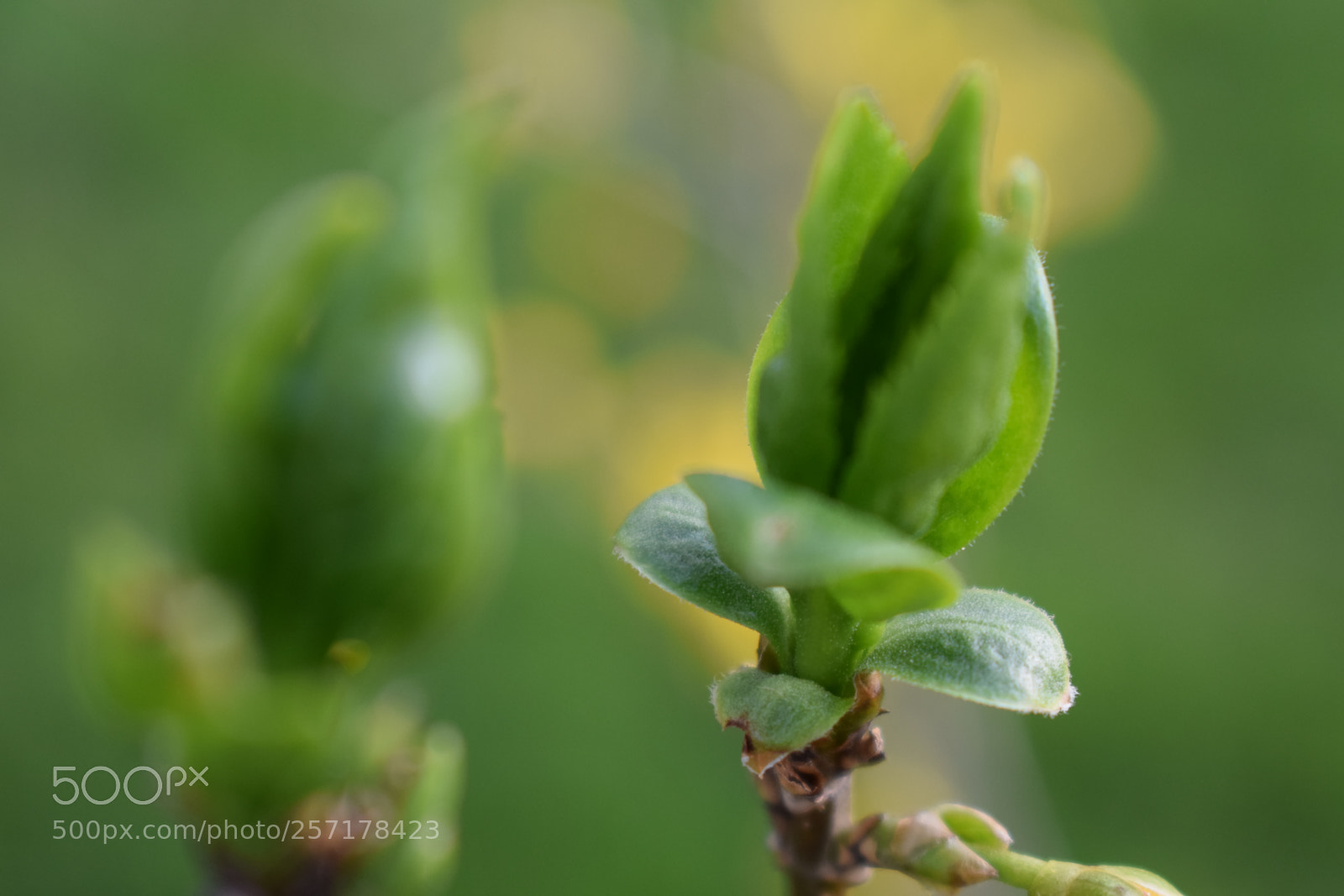 Nikon D5300 sample photo. Natural pictures #stock photography