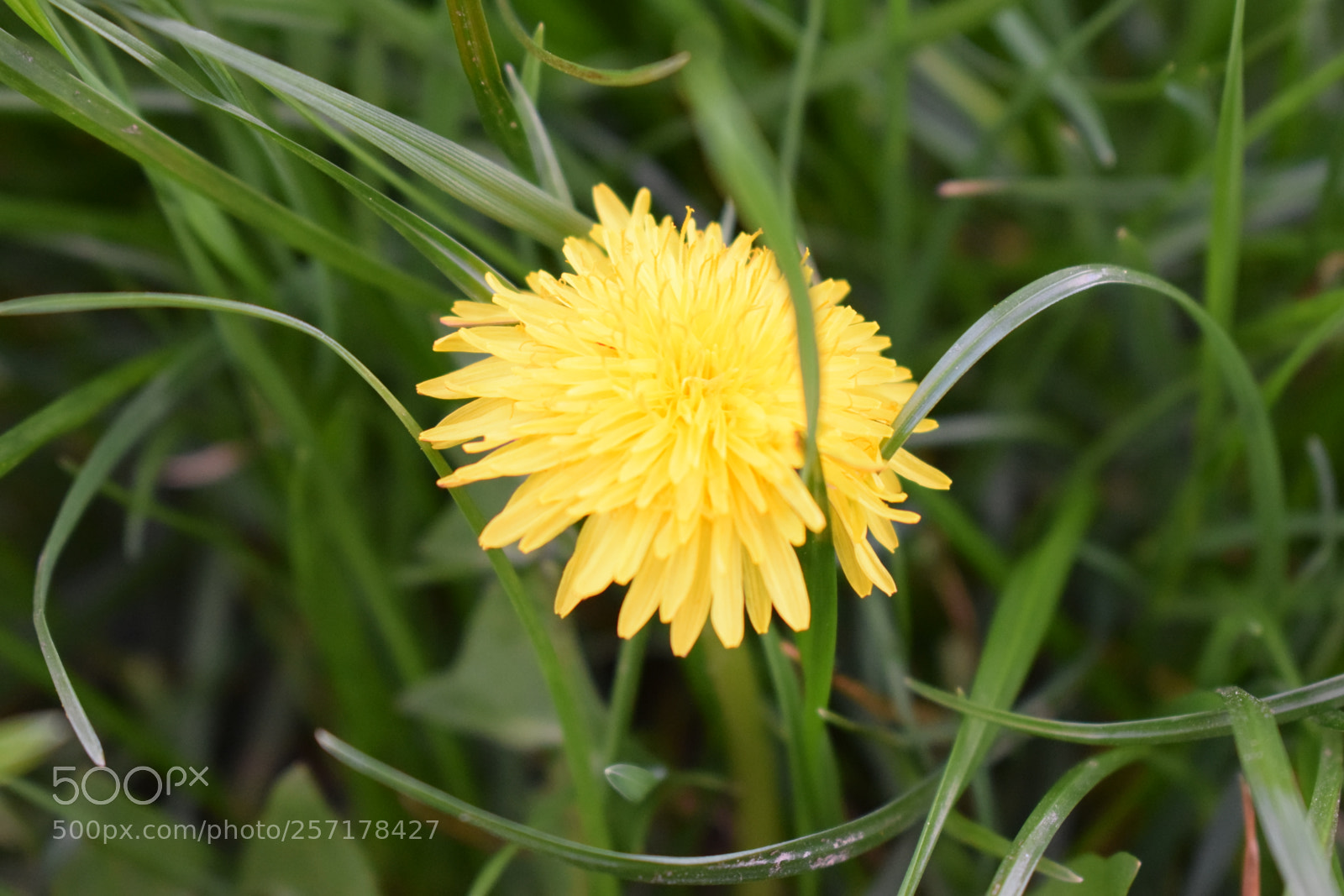 Nikon D5300 sample photo. Natural pictures #stock photography