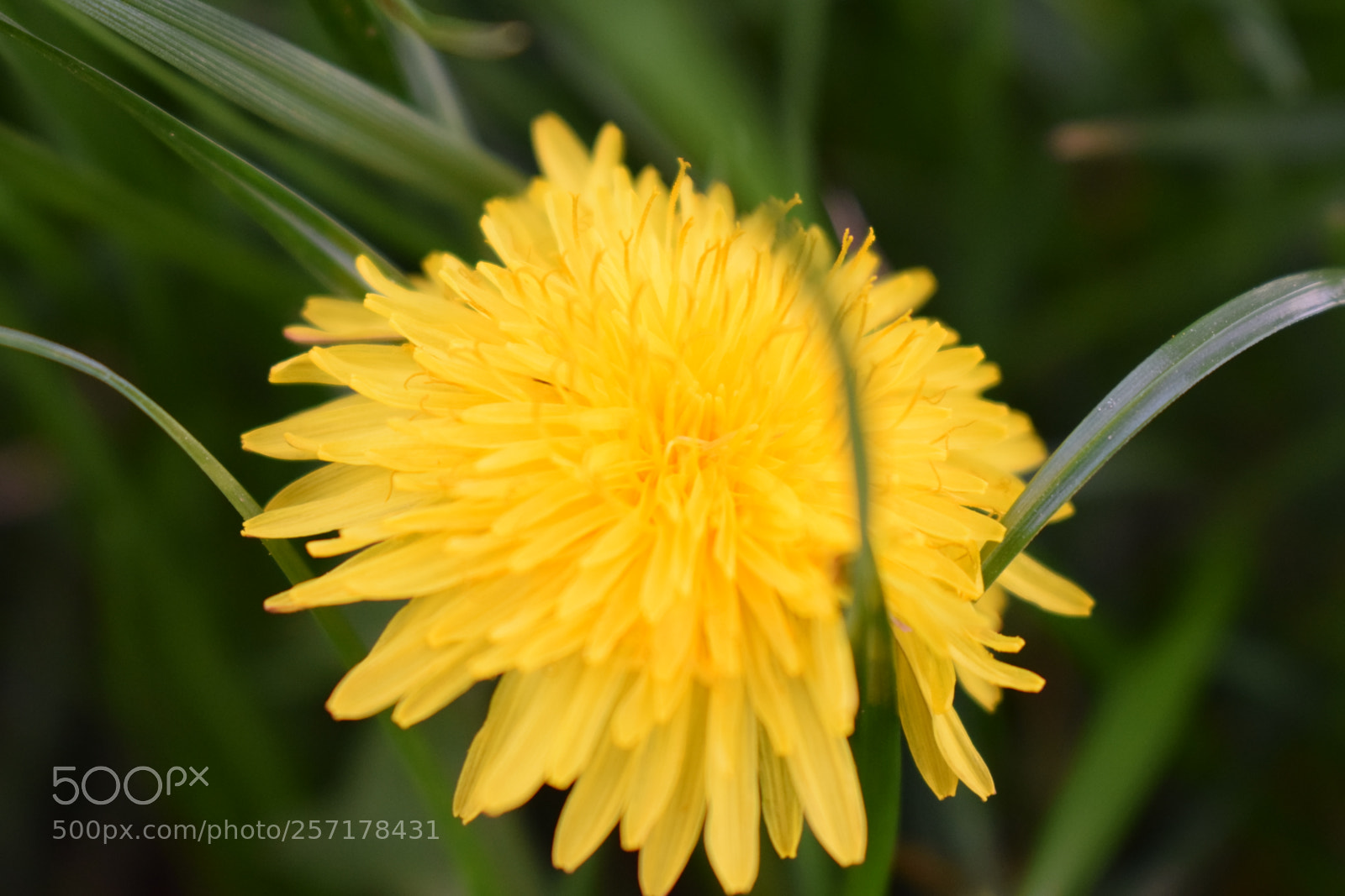 Nikon D5300 sample photo. Natural pictures #stock photography