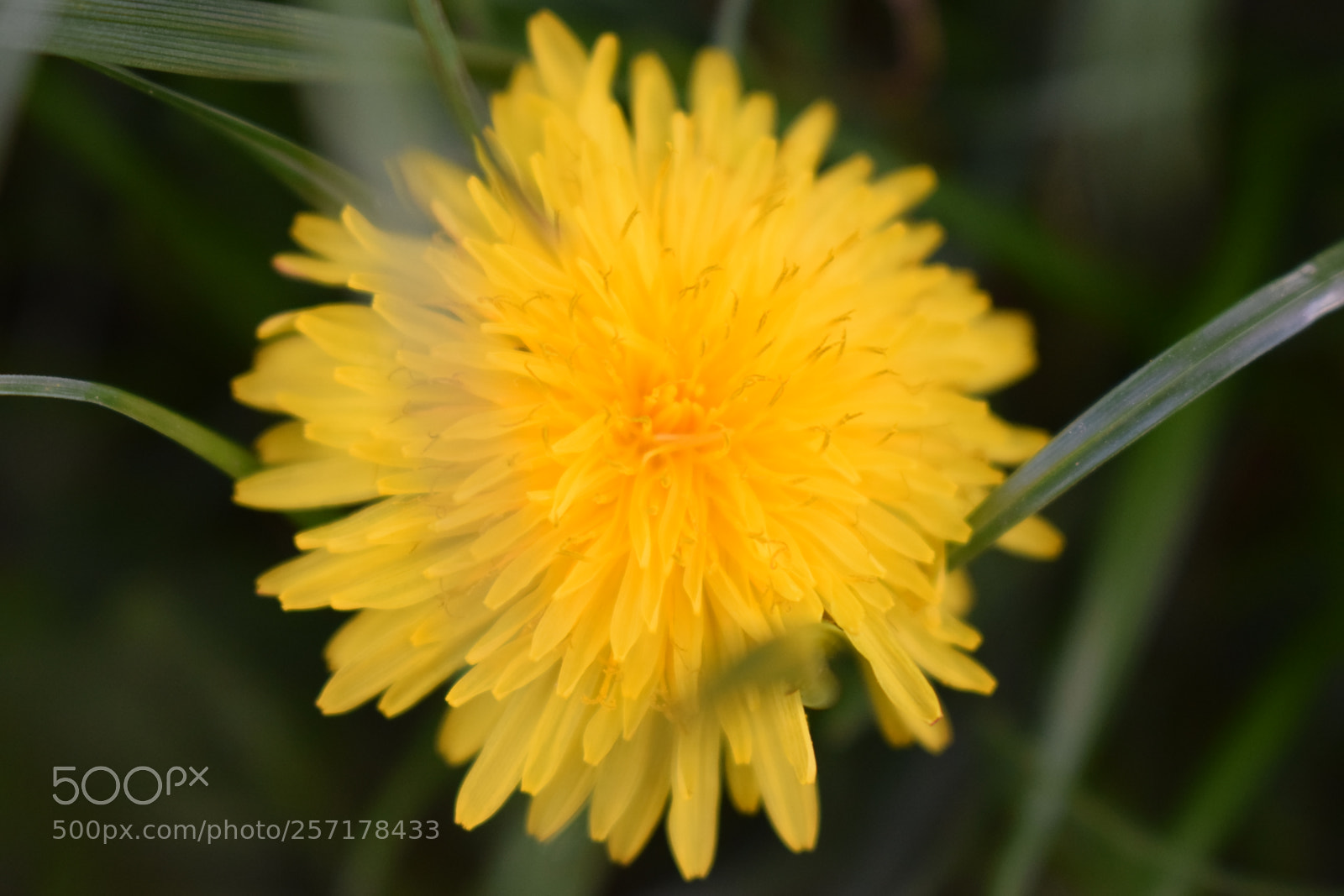 Nikon D5300 sample photo. Natural pictures #stock photography