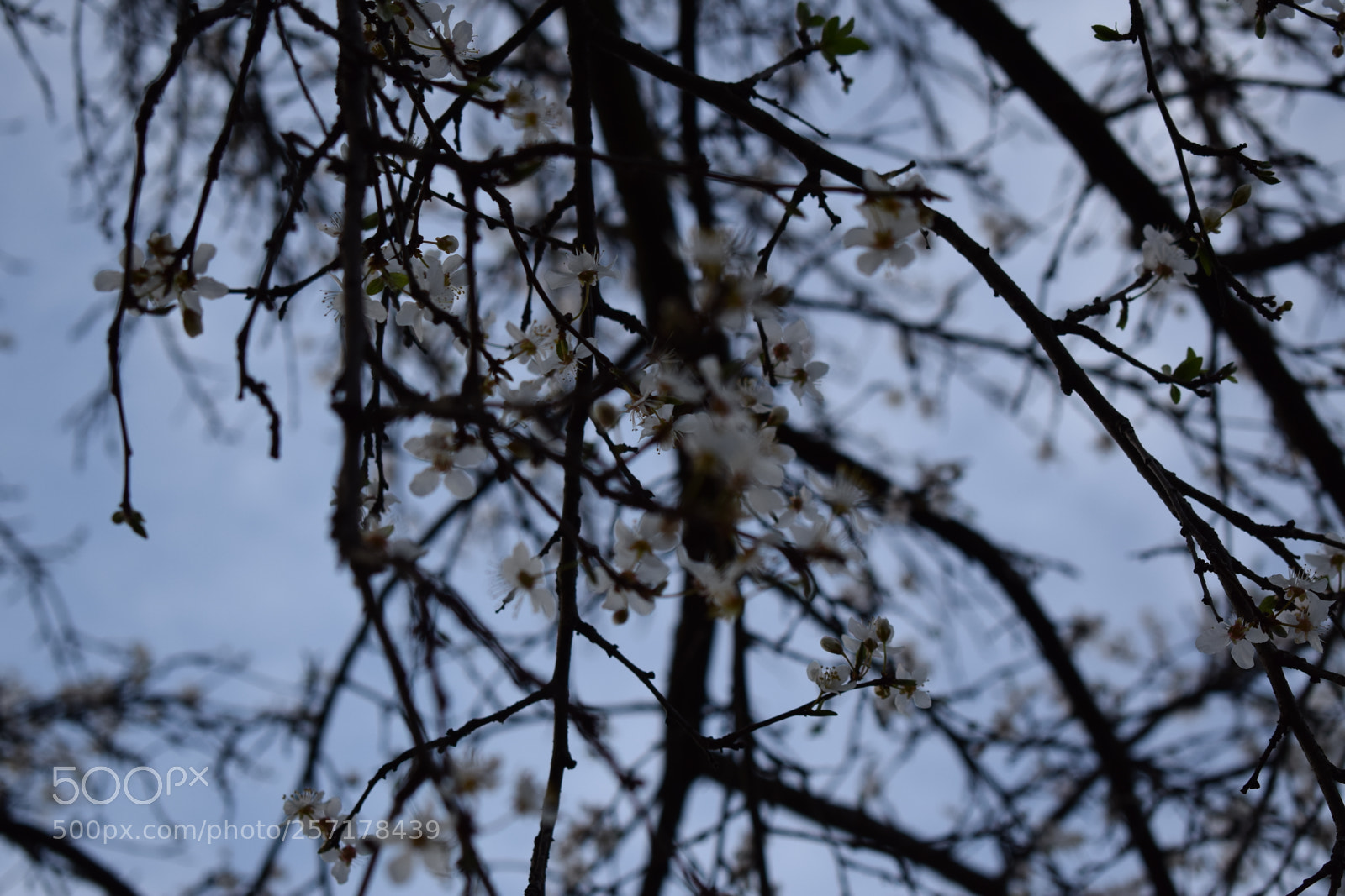 Nikon D5300 sample photo. Natural pictures #stock photography