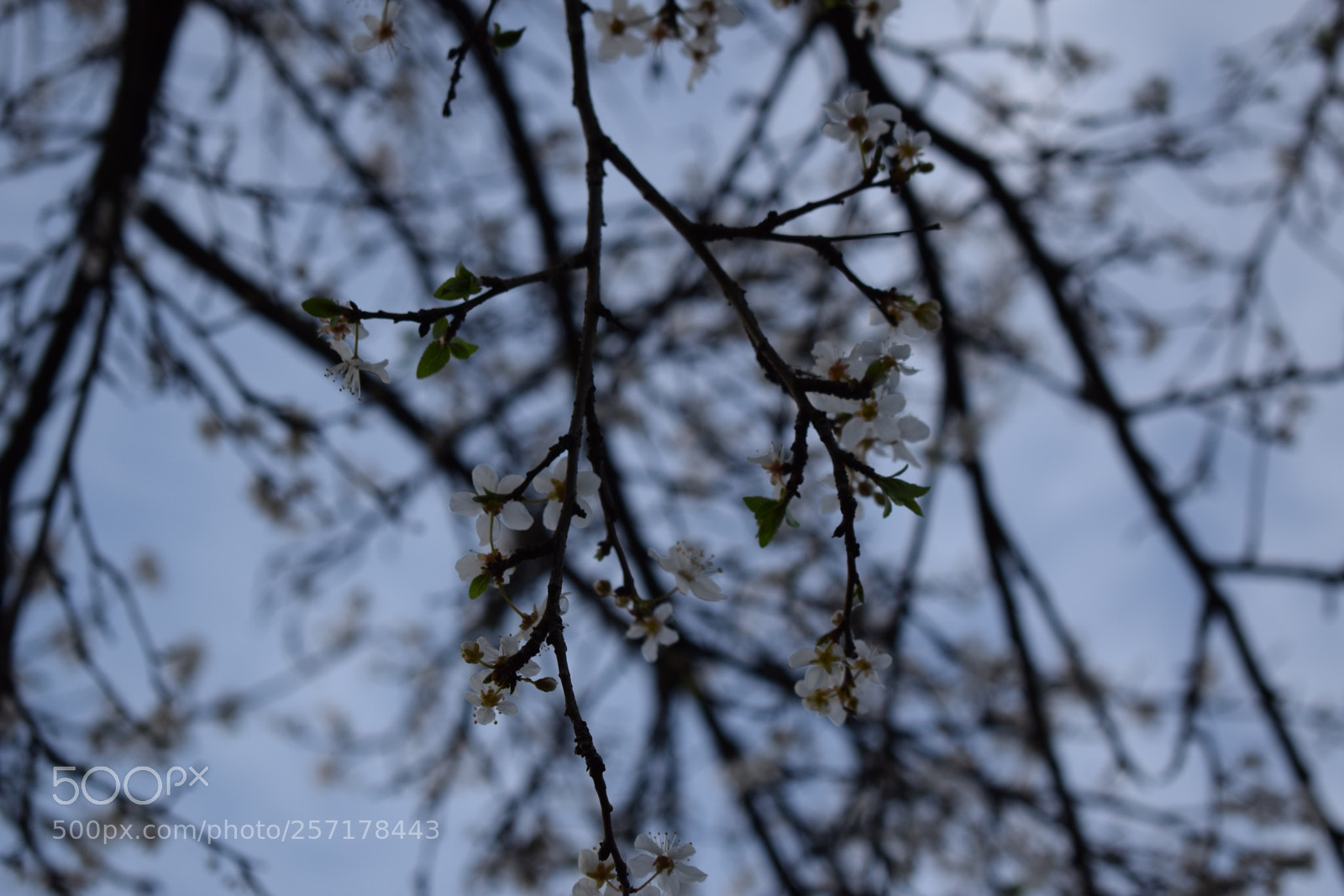Nikon D5300 sample photo. Natural pictures #stock photography