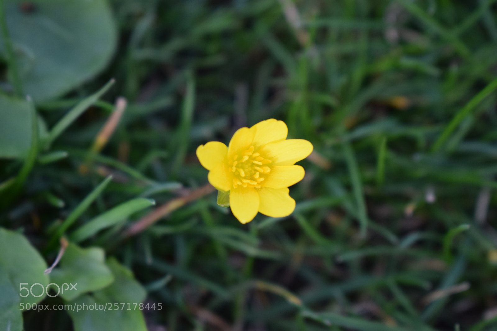 Nikon D5300 sample photo. Natural pictures #stock photography