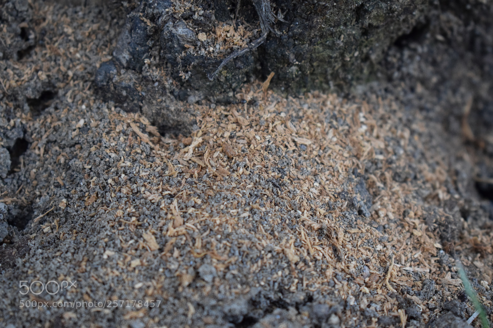 Nikon D5300 sample photo. Natural pictures #stock photography