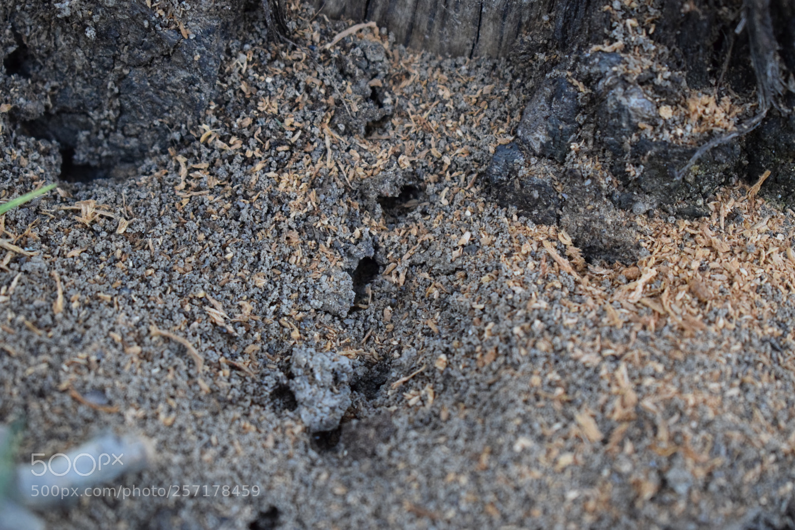 Nikon D5300 sample photo. Natural pictures #stock photography