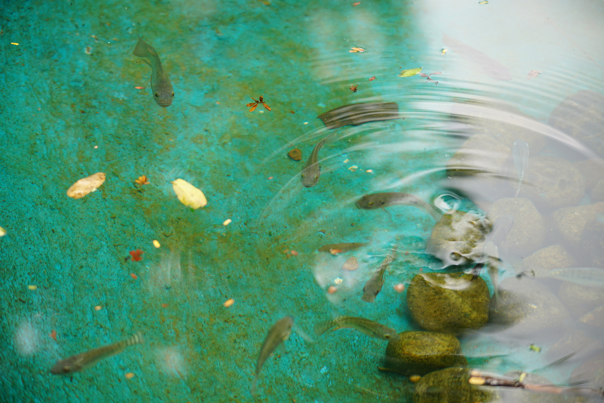 Sony a7R II sample photo. Kurumbapatty zoo () photography