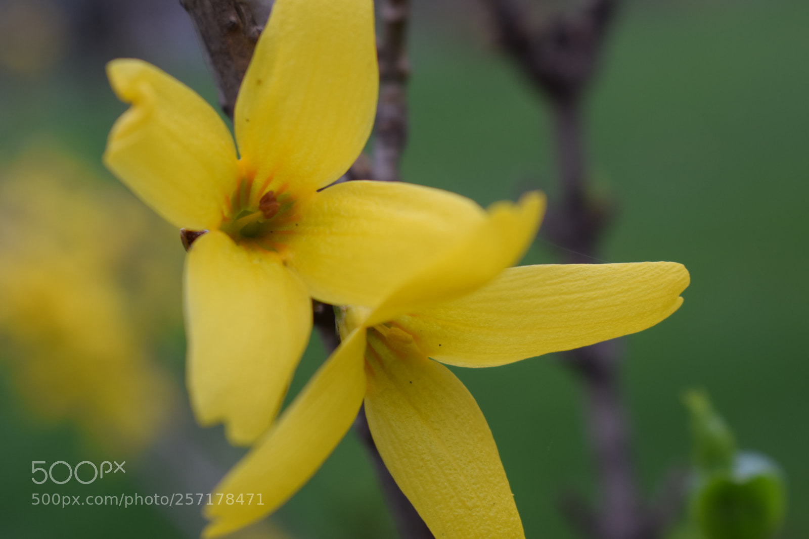 Nikon D5300 sample photo. Natural pictures #stock photography
