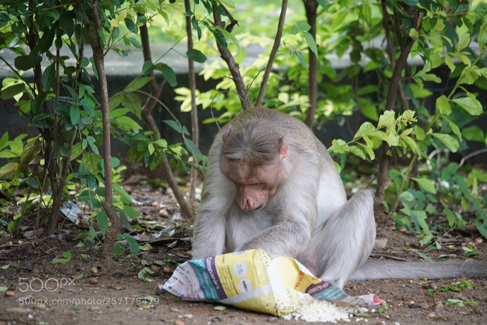 Sony a7R II sample photo. Kurumbapatty zoo () photography