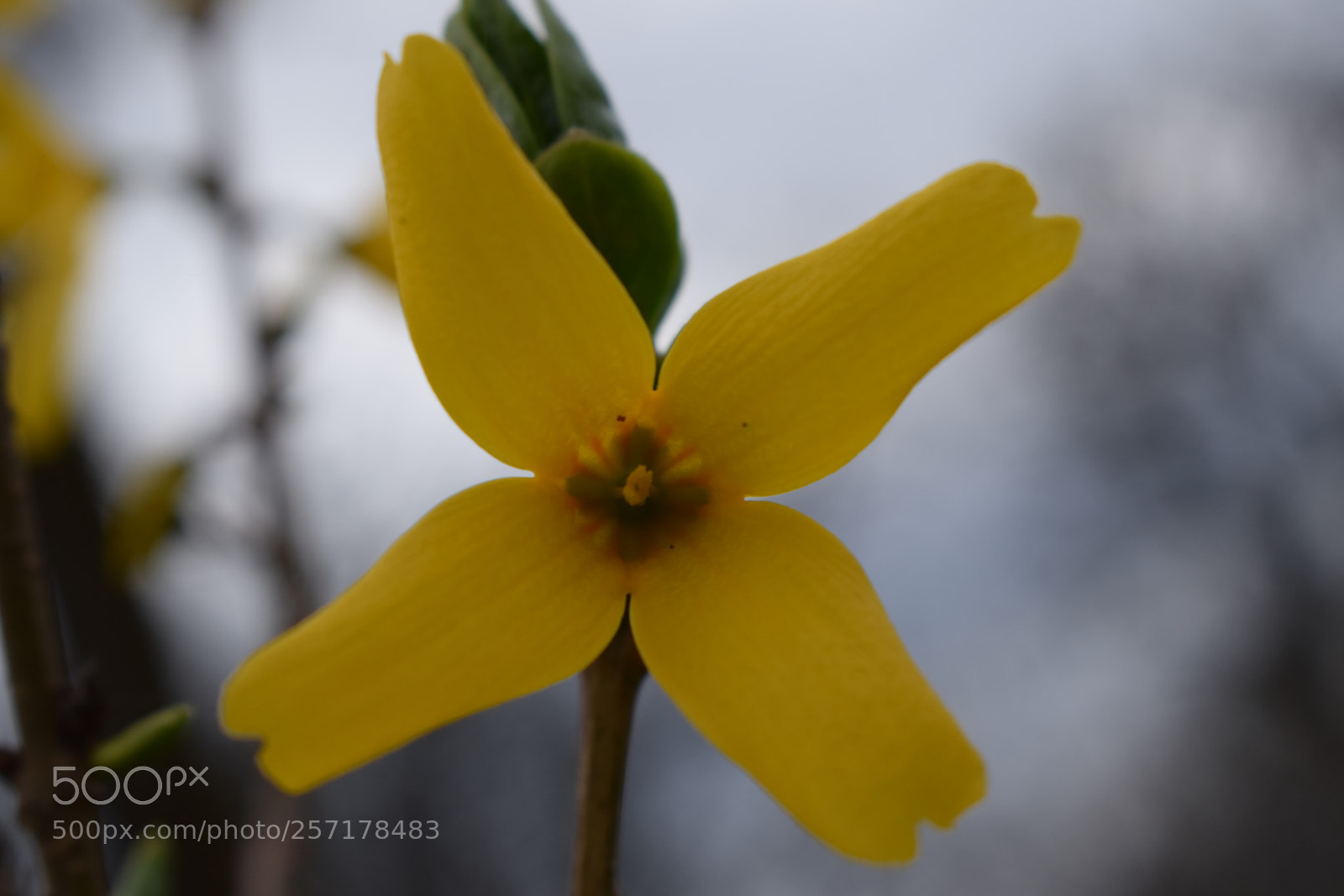 Nikon D5300 sample photo. Natural pictures #stock photography