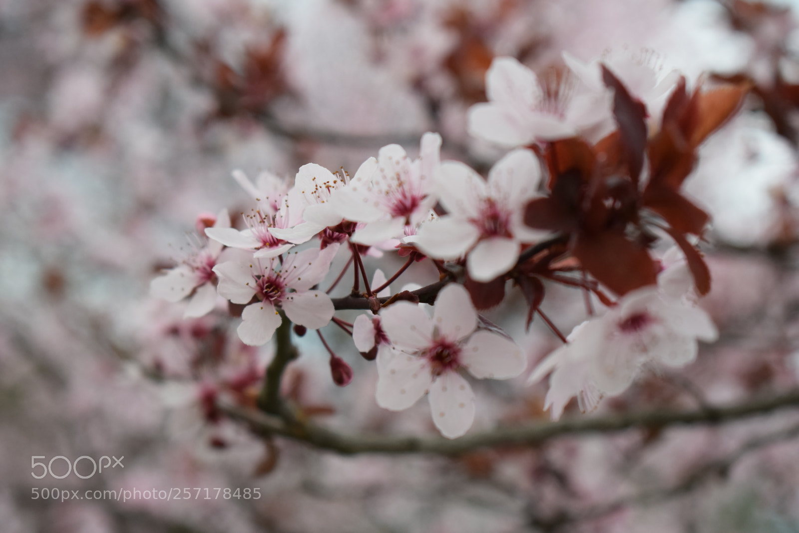 Nikon D5300 sample photo. Natural pictures #stock photography