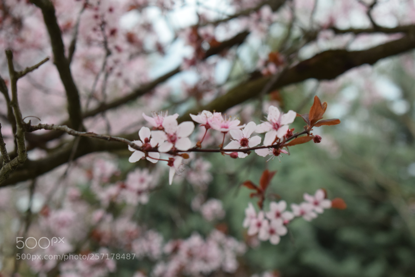 Nikon D5300 sample photo. Natural pictures #stock photography