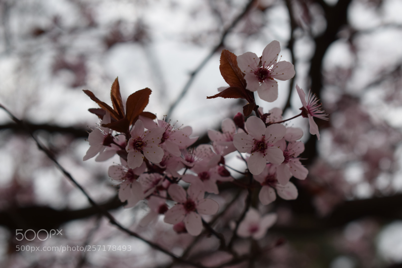 Nikon D5300 sample photo. Natural pictures #stock photography