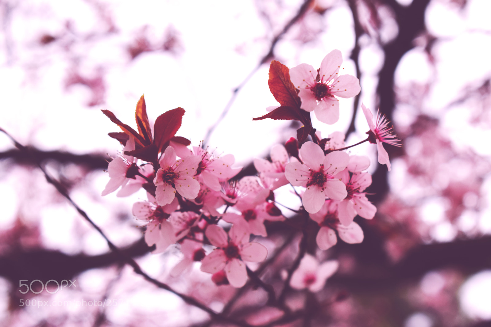 Nikon D5300 sample photo. Natural pictures #stock photography