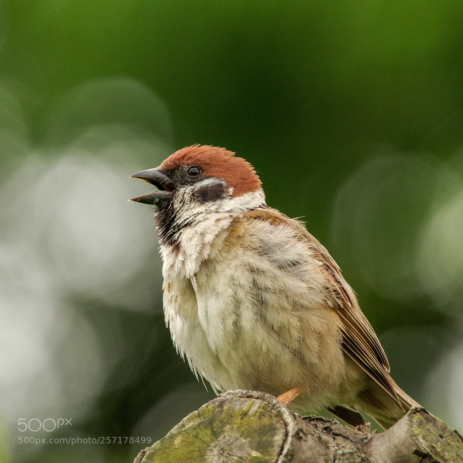 Pentax K-S2 sample photo. Singing sparrow photography