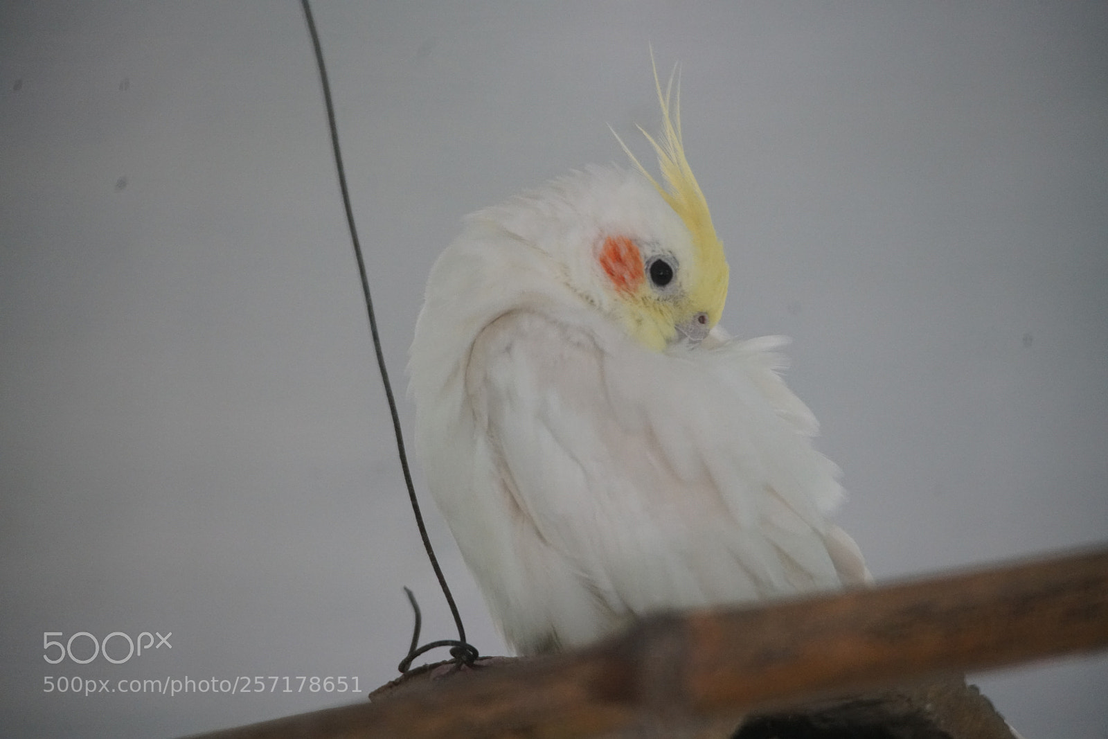 Sony a7R II sample photo. Kurumbapatty zoo () photography