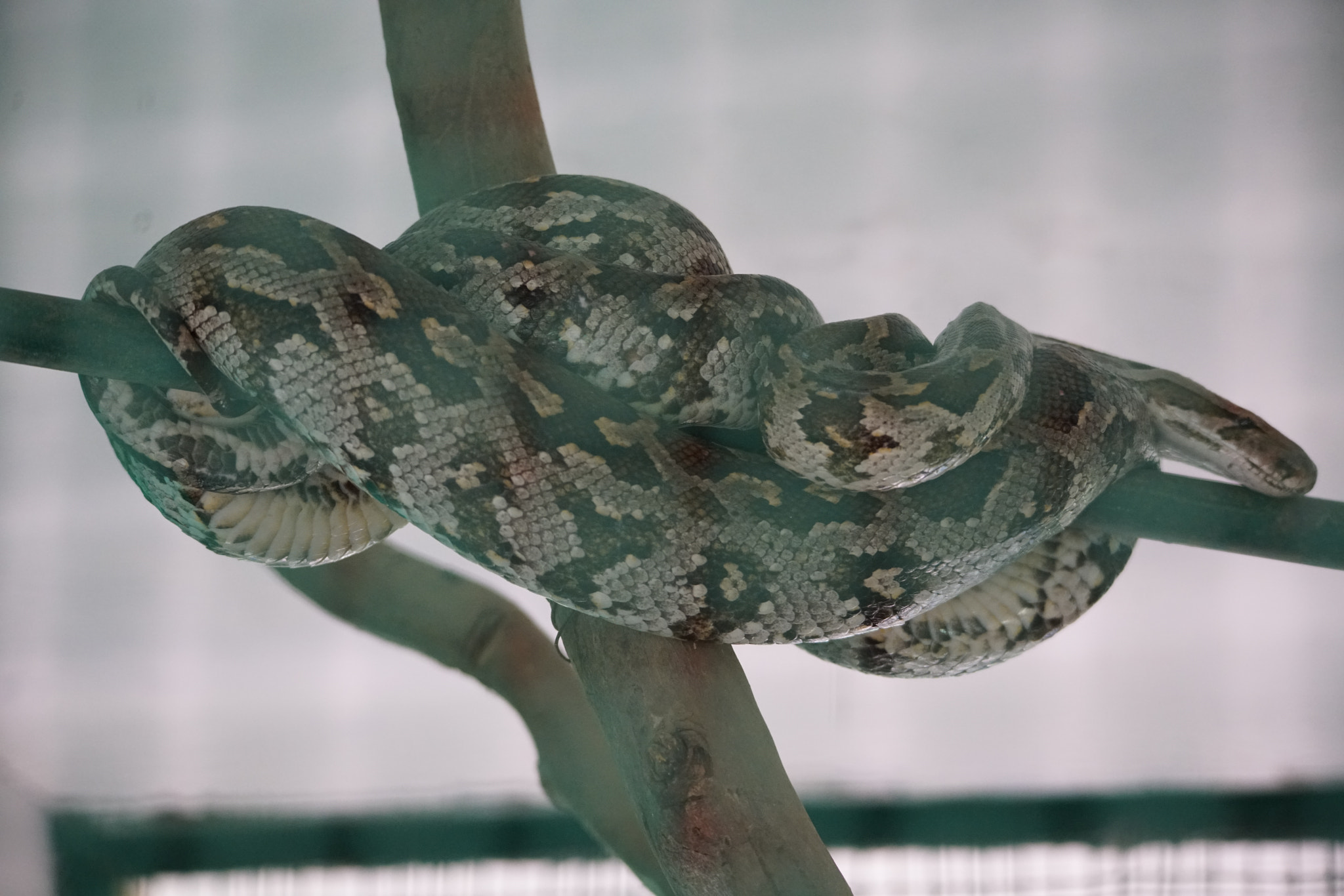 Sony a7R II sample photo. Kurumbapatty zoo () photography