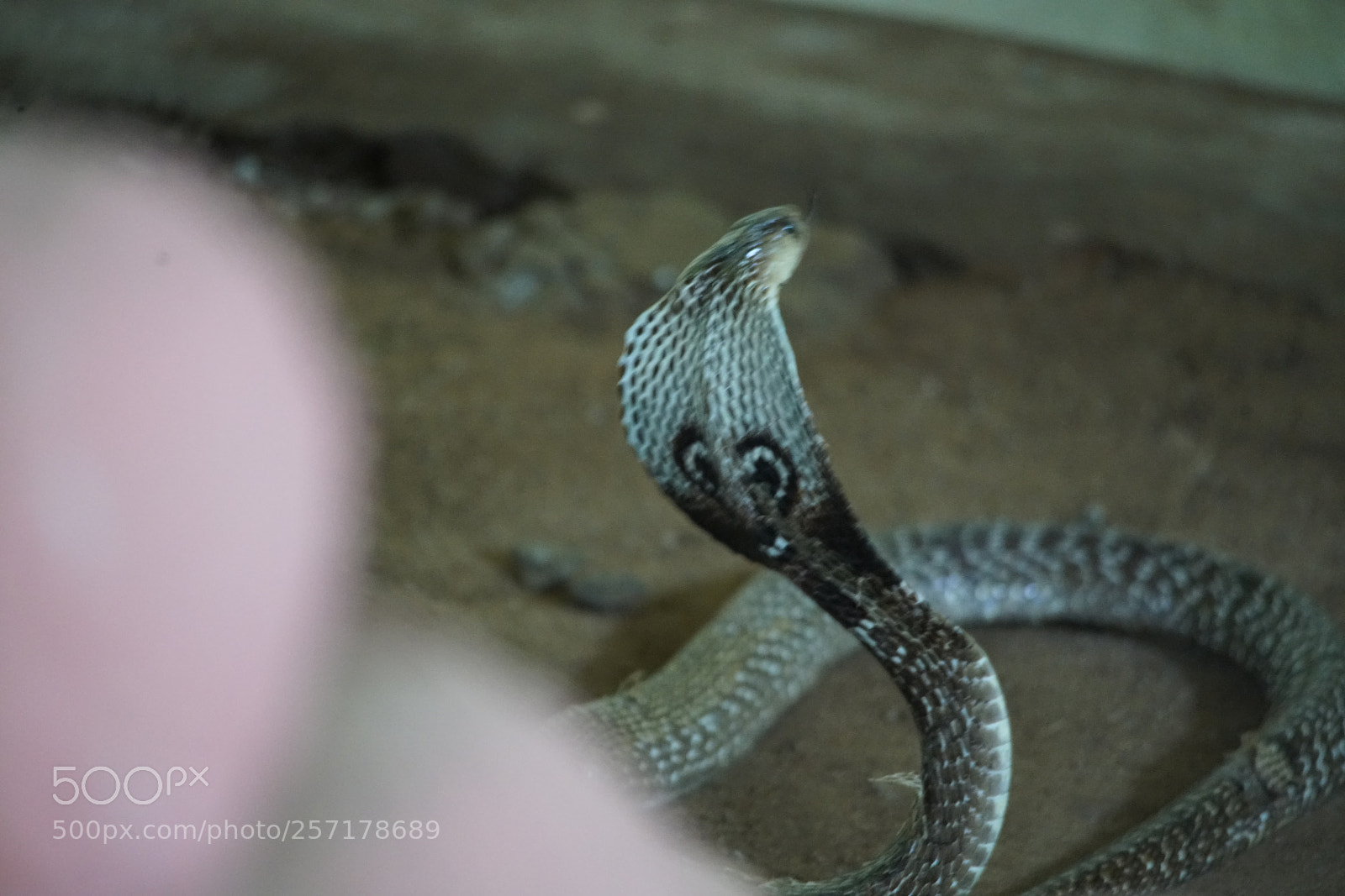 Sony a7R II sample photo. Kurumbapatty zoo () photography