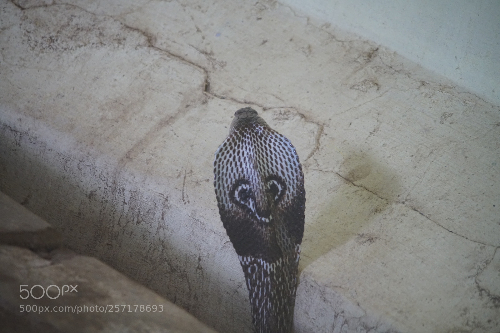 Sony a7R II sample photo. Kurumbapatty zoo () photography