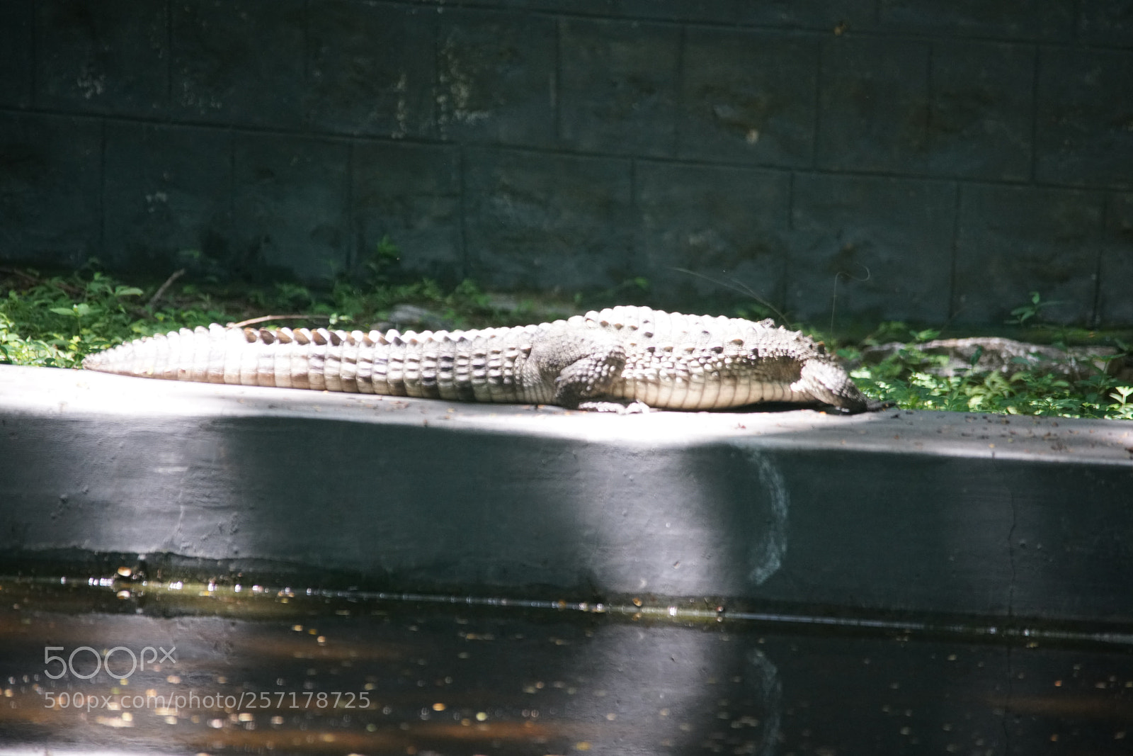 Sony a7R II sample photo. Kurumbapatty zoo () photography