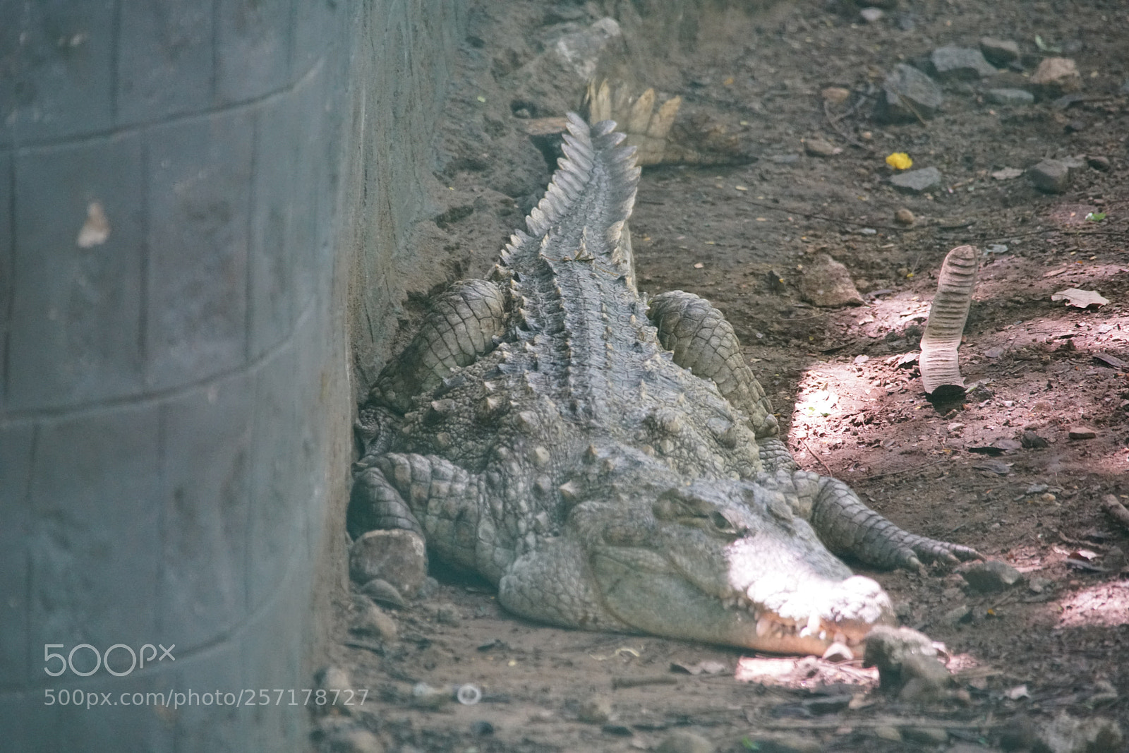 Sony a7R II sample photo. Kurumbapatty zoo () photography