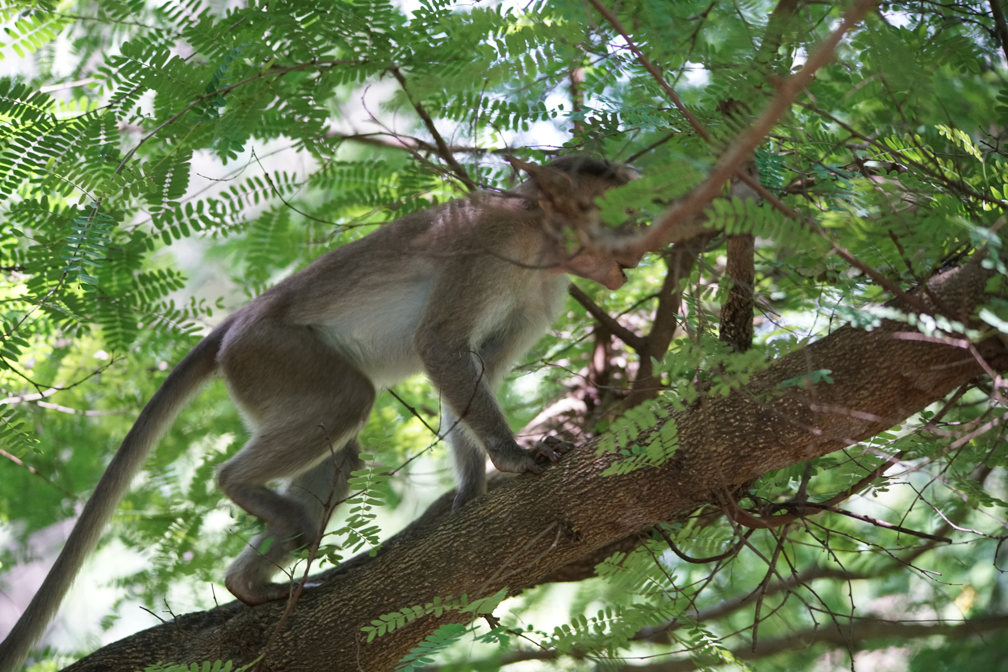 Sony a7R II + Sigma 150-500mm F5-6.3 DG OS HSM sample photo. Kurumbapatty zoo () photography