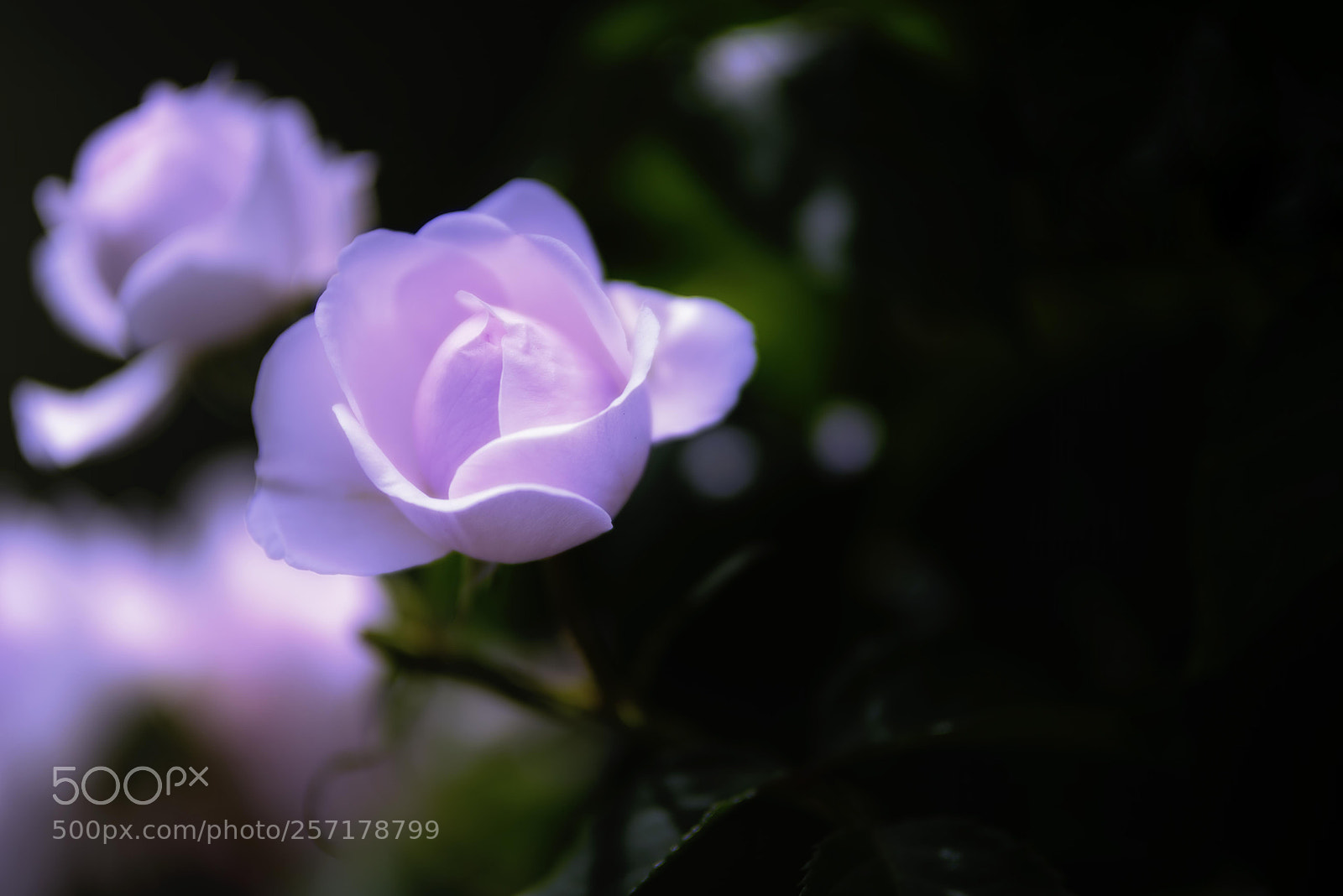Nikon D810 sample photo. Rose photography