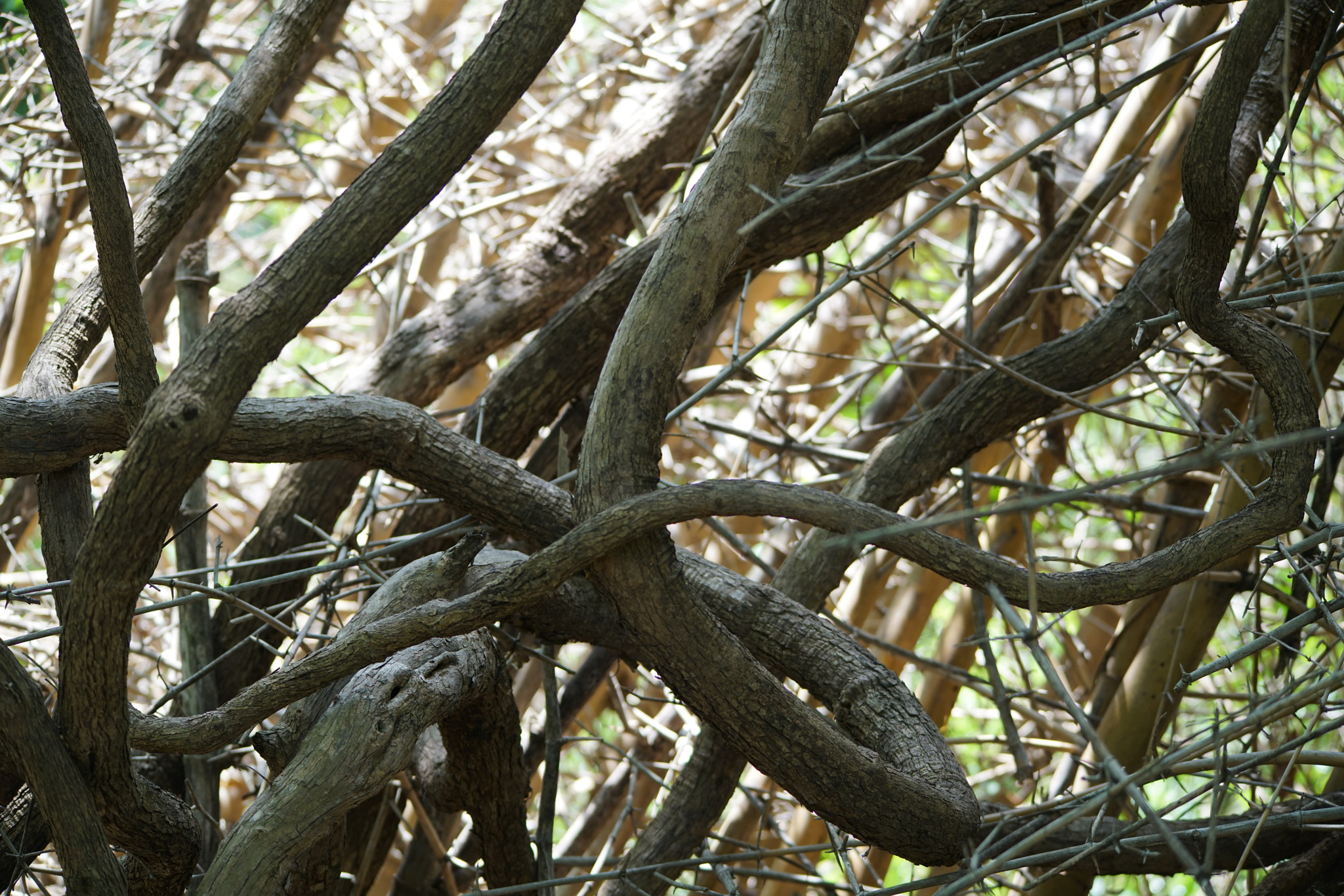 Sigma 150-500mm F5-6.3 DG OS HSM sample photo. Kurumbapatty zoo () photography