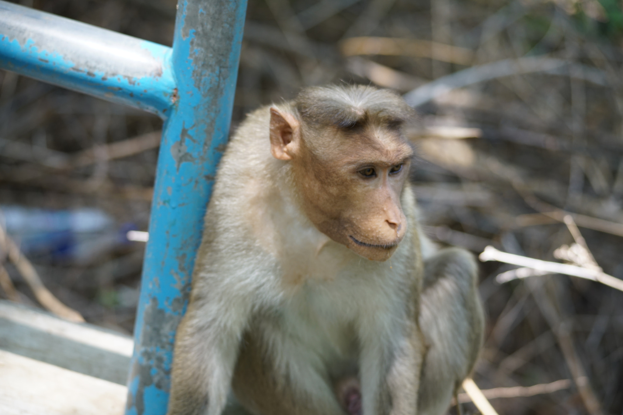 Sony a7R II + Sigma 150-500mm F5-6.3 DG OS HSM sample photo. Kurumbapatty zoo () photography