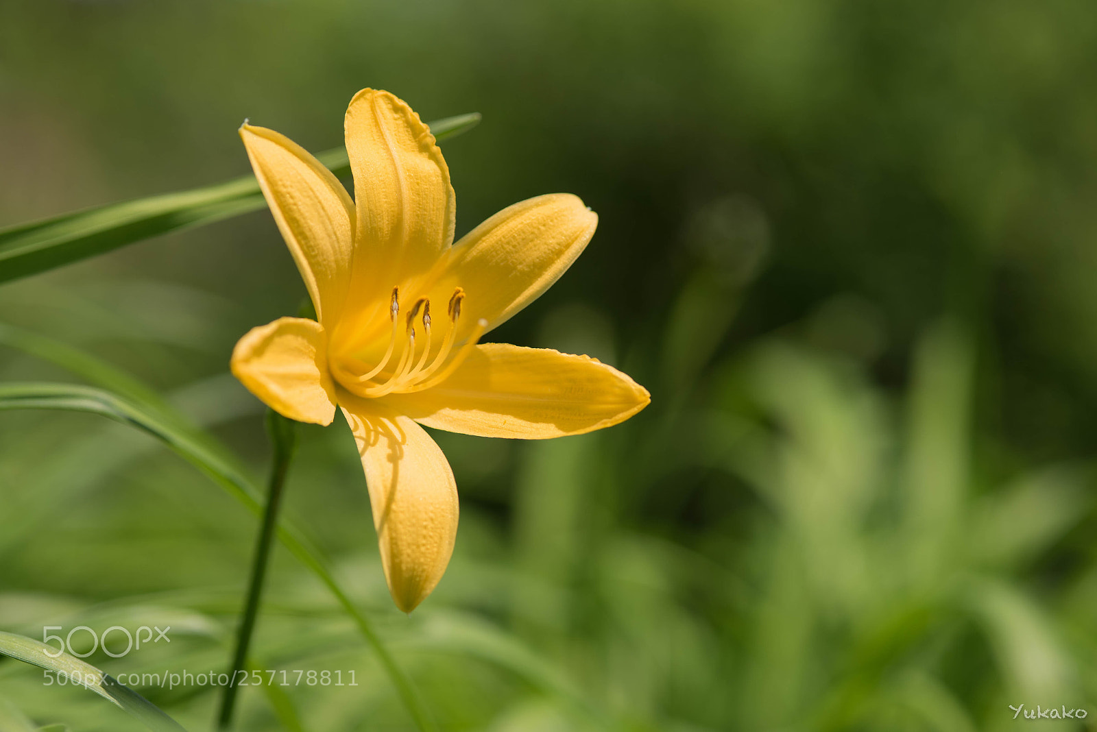 Nikon D750 sample photo. Daylily photography