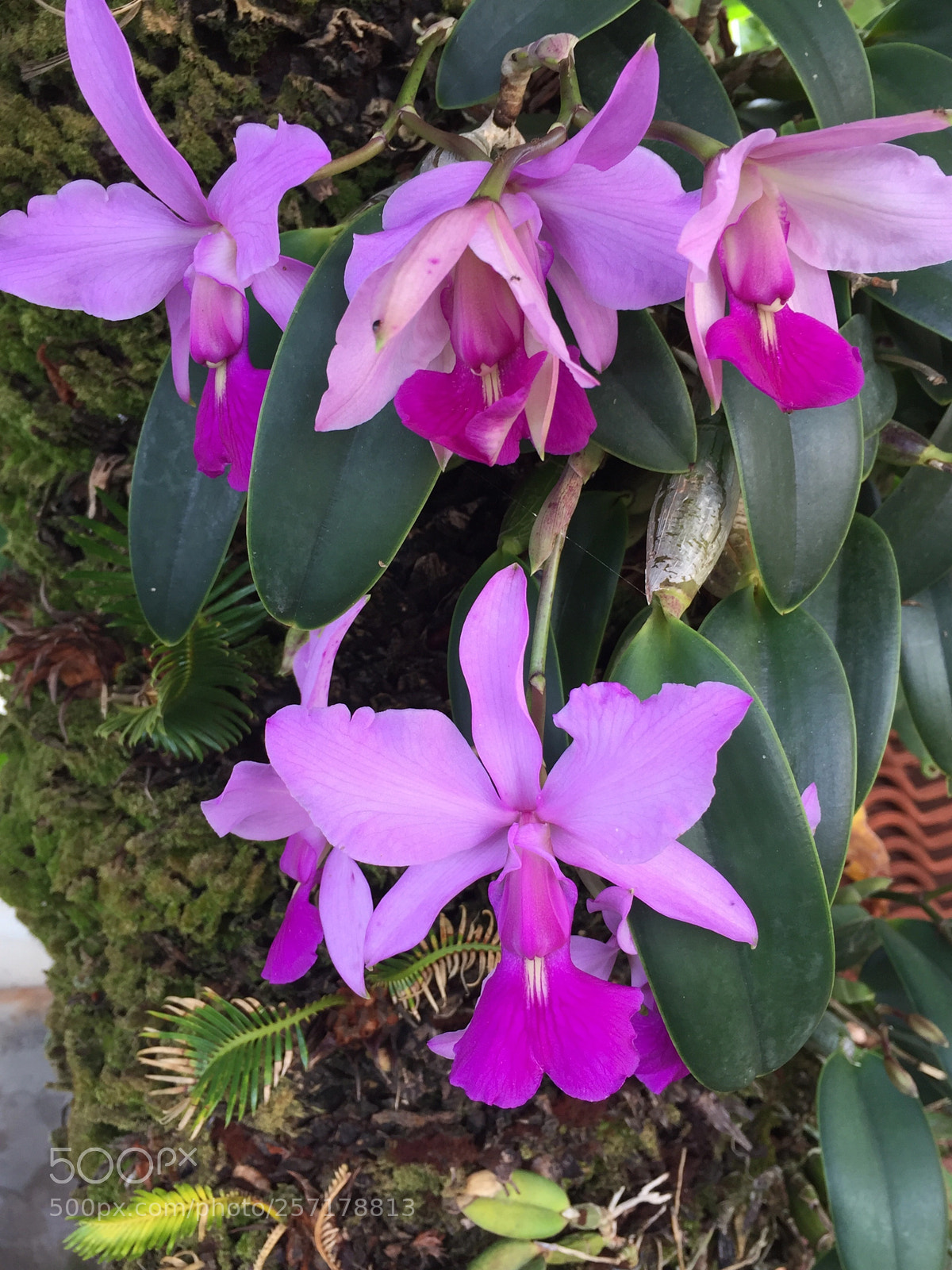 Apple iPhone 6 sample photo. Orquídeas  photography