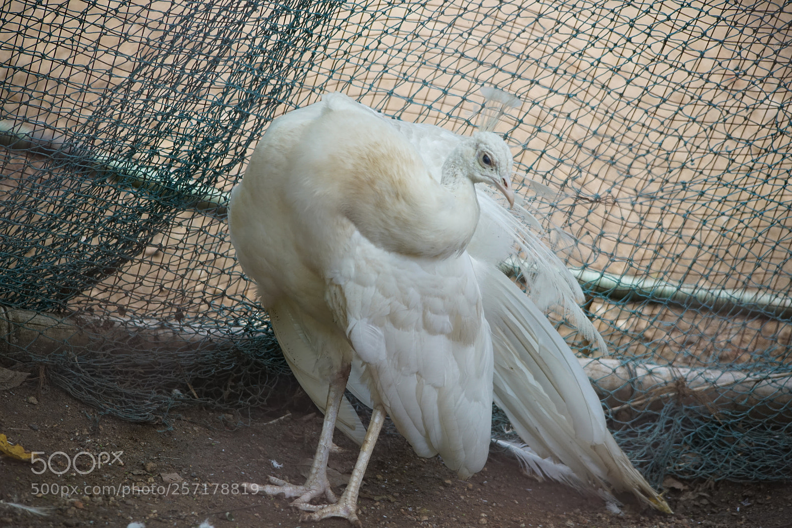 Sony a7R II sample photo. Kurumbapatty zoo () photography