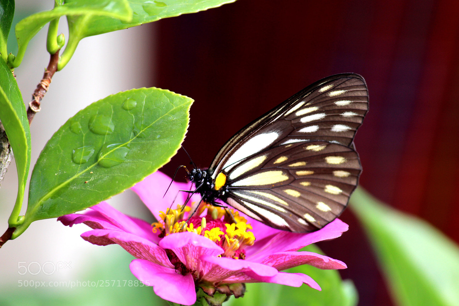 Canon EOS 700D (EOS Rebel T5i / EOS Kiss X7i) sample photo. Nectar is the sweetest photography