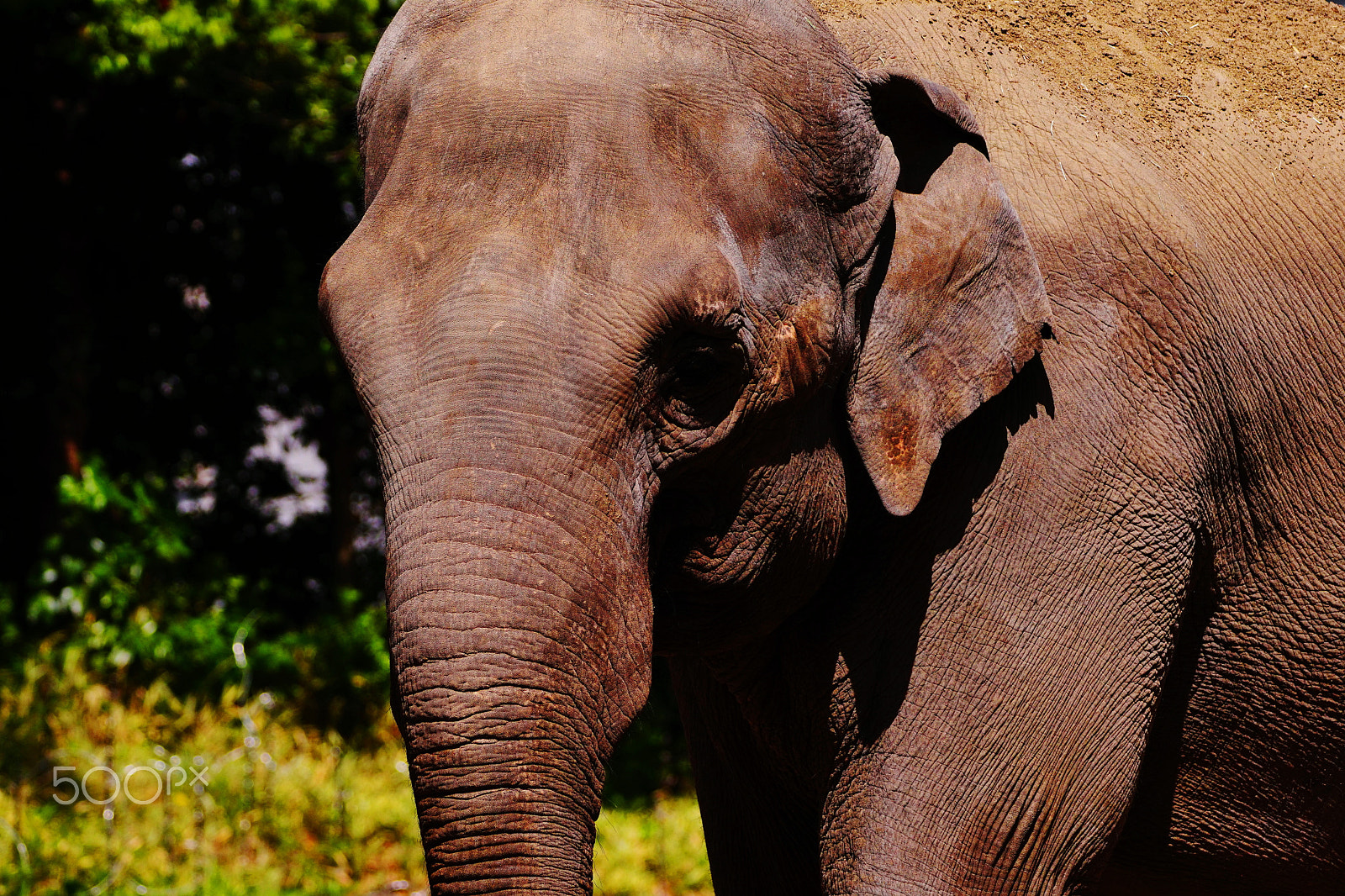 Sony a6300 sample photo. Elephant photography