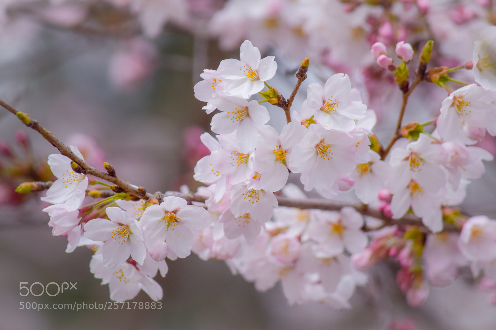 Nikon D5300 sample photo. Refreshers x photography