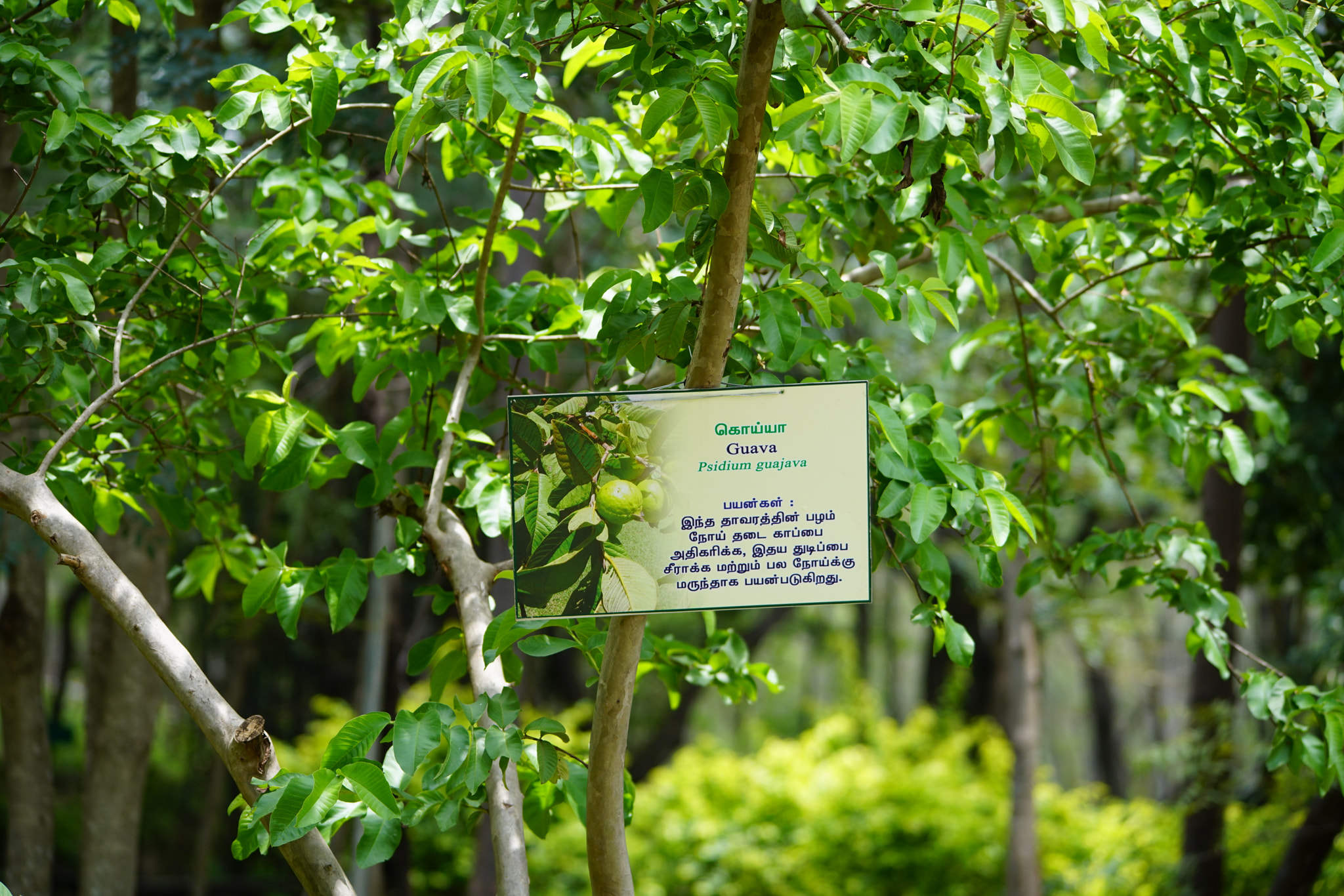 Sony a7R II sample photo. Kurumbapatty zoo () photography