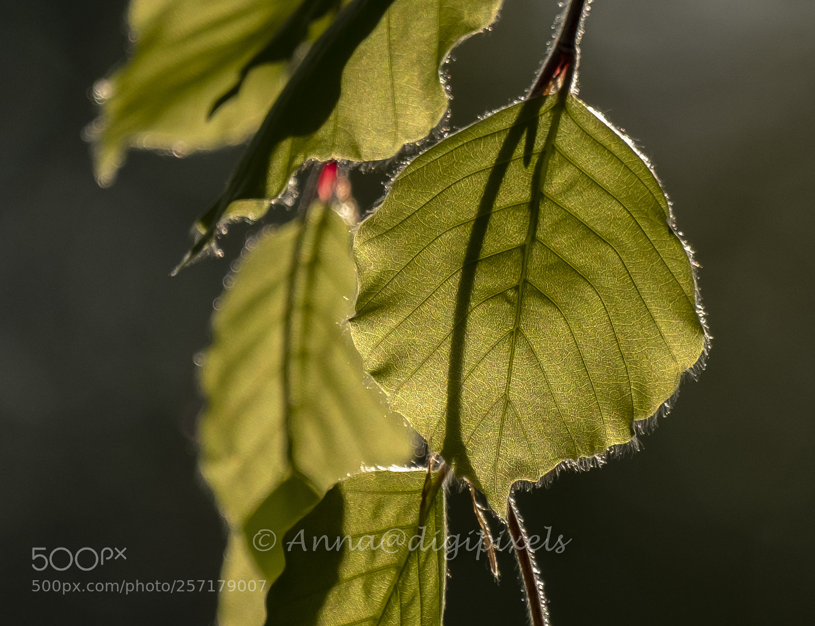 Fujifilm X-T2 sample photo. Anna0935-2.jpg photography