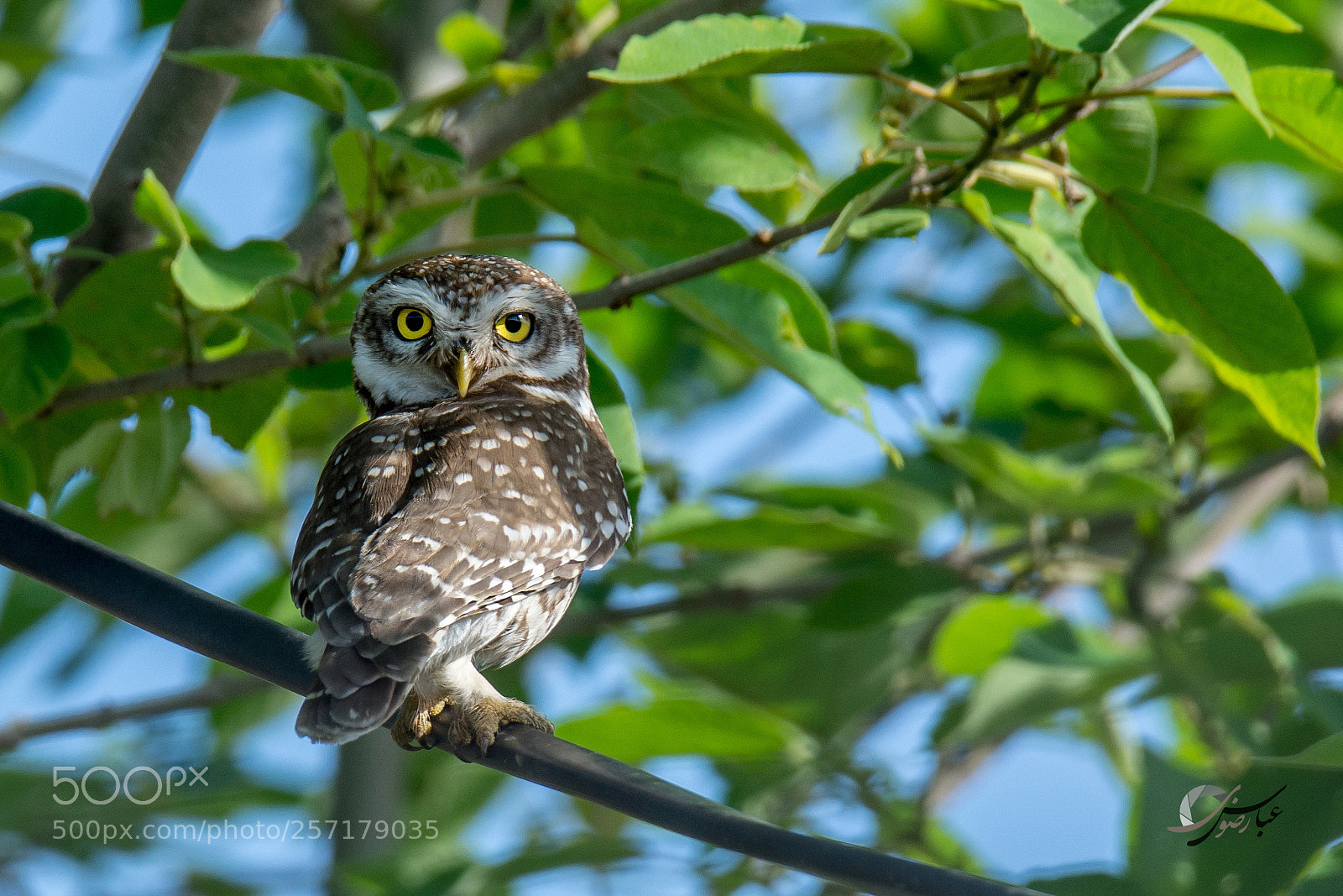 Nikon D7100 sample photo. Spotted owl photography