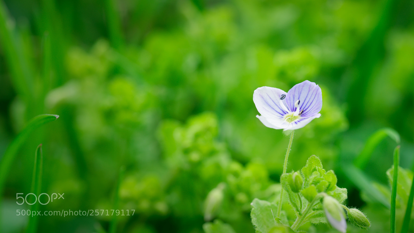 Nikon D5500 sample photo. 7320 photography