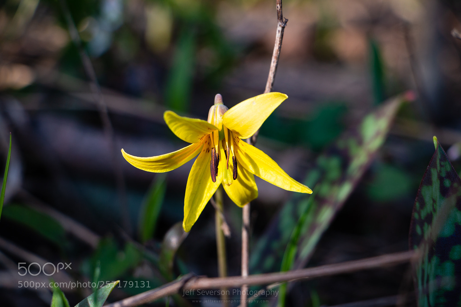 Canon EOS 70D sample photo. Trout lily photography