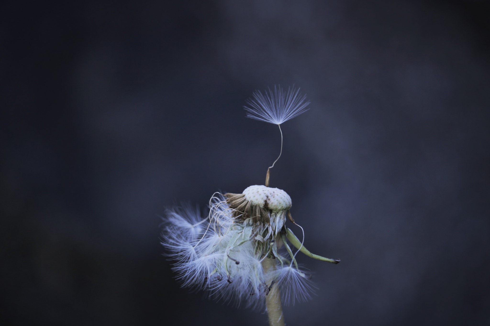 Canon EOS 750D (EOS Rebel T6i / EOS Kiss X8i) sample photo. Fluff of dandelion photography