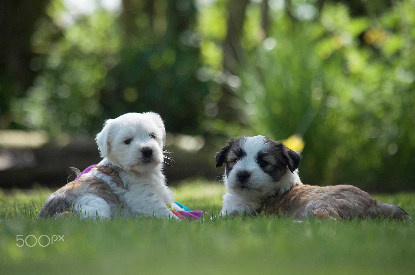 Nikon D5100 sample photo. Sonny & cher photography
