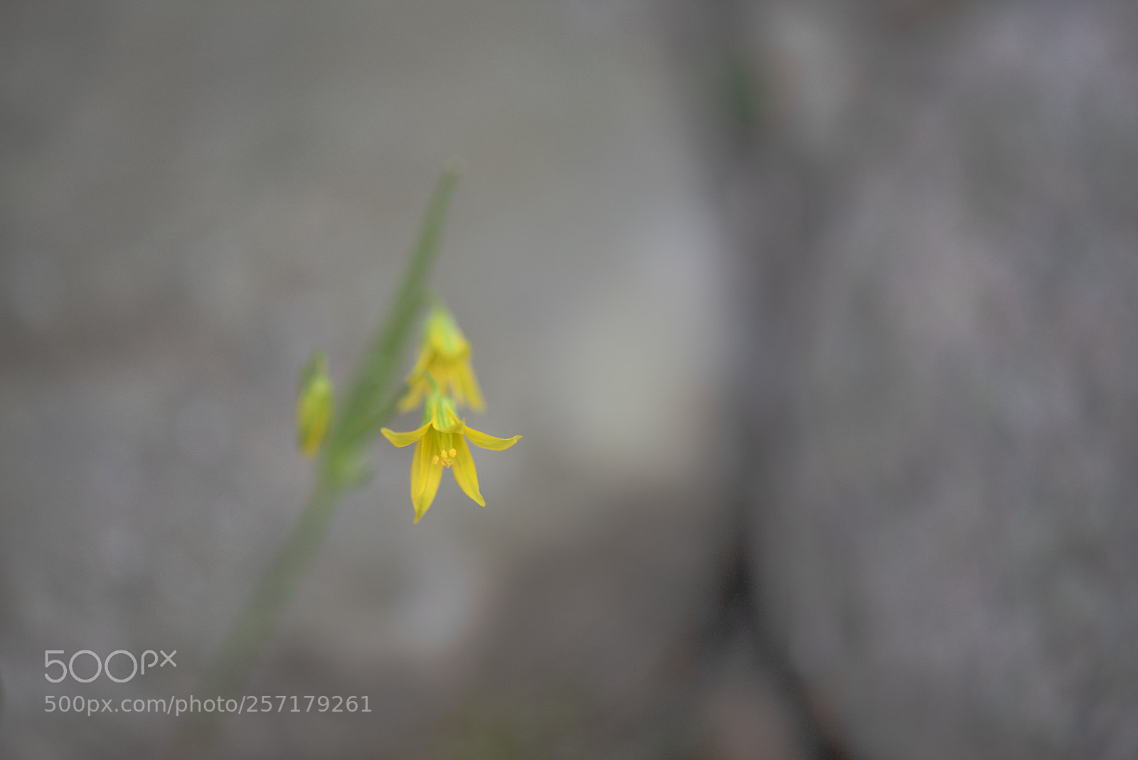 Nikon D810 sample photo. Untitled photography