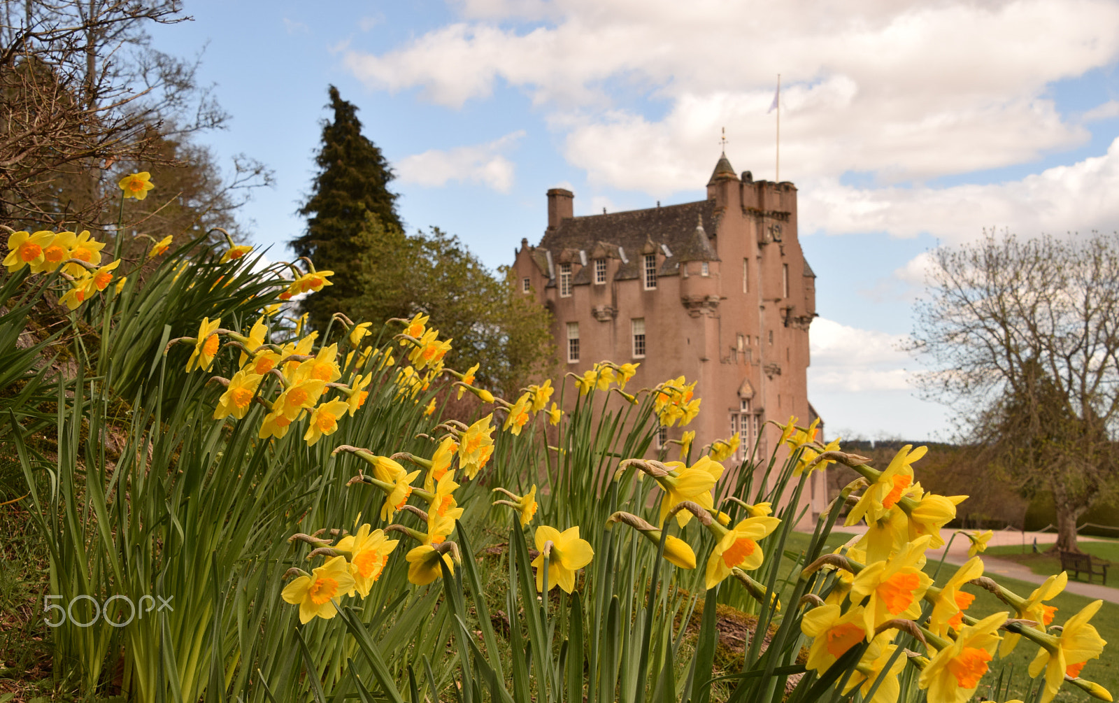 Nikon D5300 sample photo. Daffodils blooming at crathes castle, scotland photography