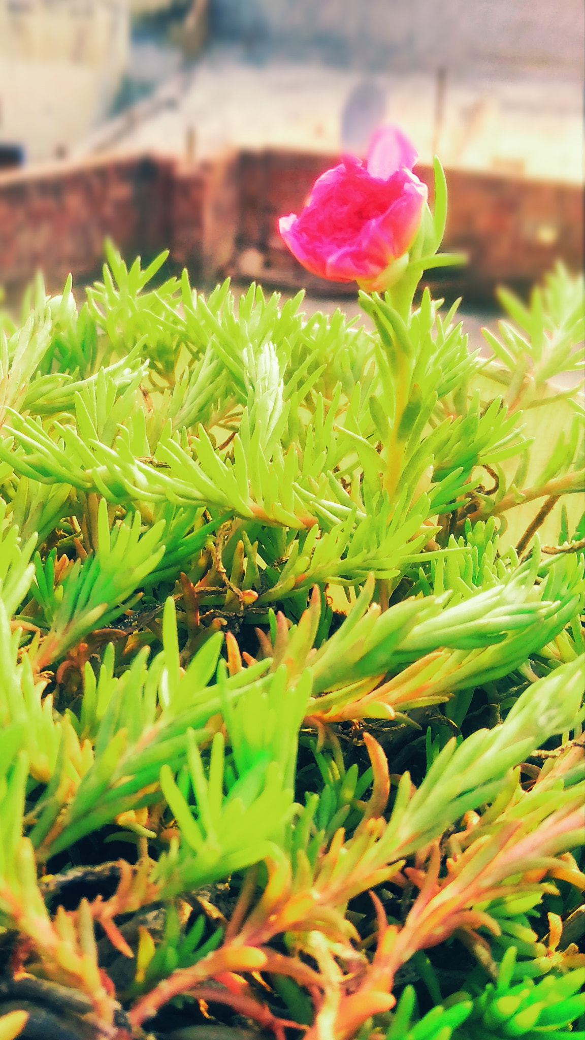 Xiaomi Redmi 5A sample photo