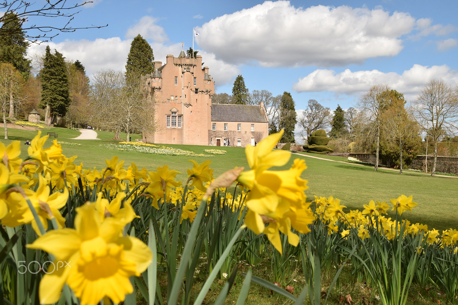 Nikon D5300 sample photo. Daffodils blooming at crathes castle, scotland photography