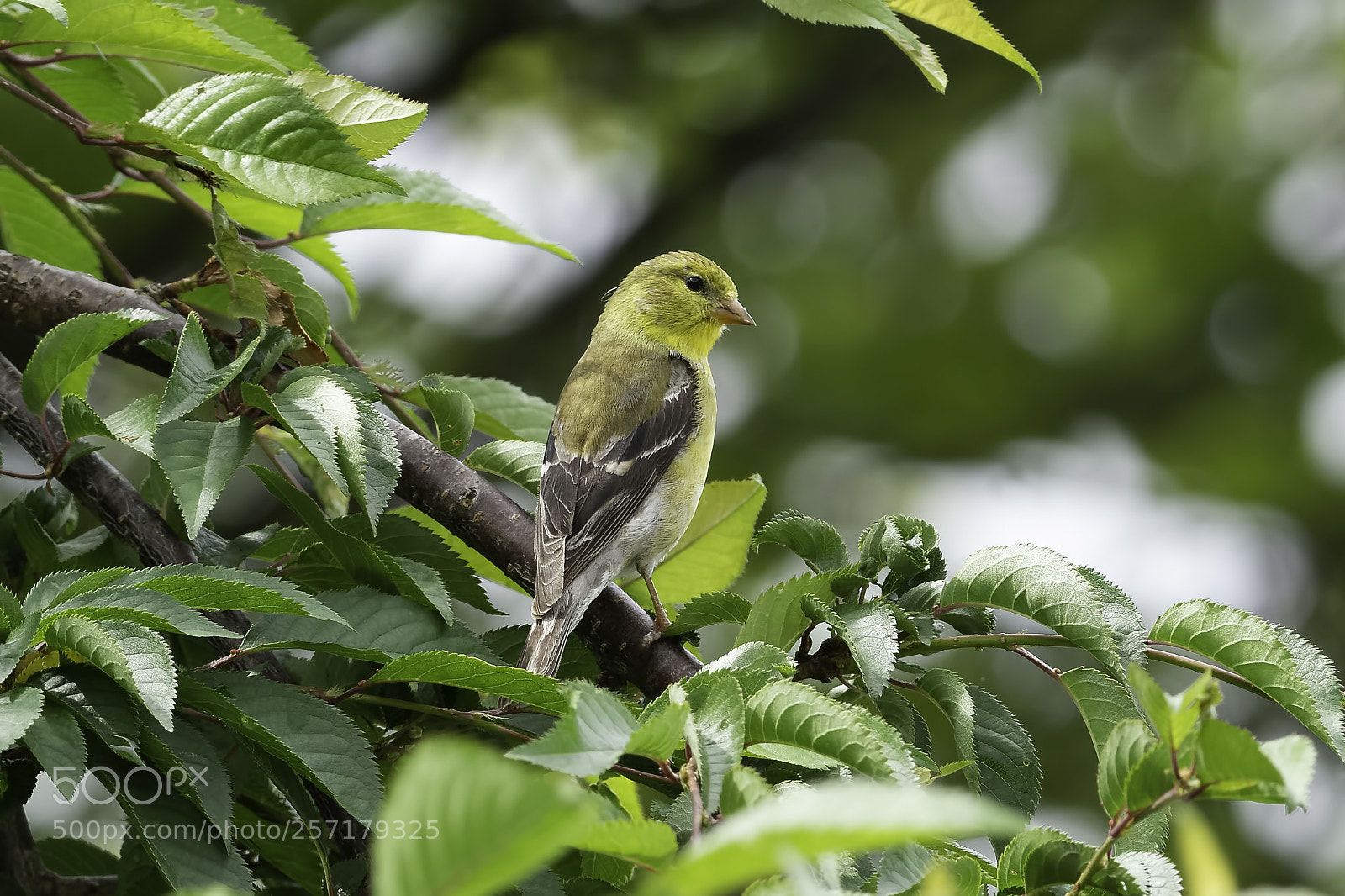 Nikon D7100 sample photo. Goldfinch in a cherry photography