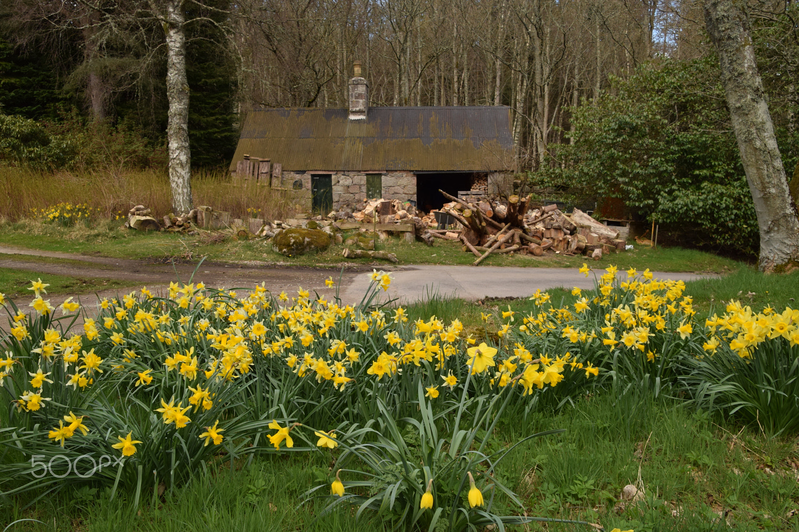 Nikon D5300 sample photo. Daffodils blooming in crathes estate, scotland photography