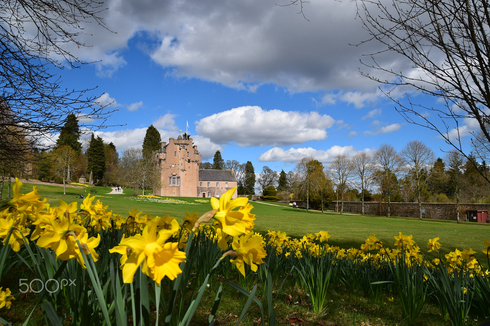 Nikon AF-S DX Nikkor 18-300mm F3.5-6.3G ED VR sample photo. Daffodils blooming at crathes castle, scotland photography