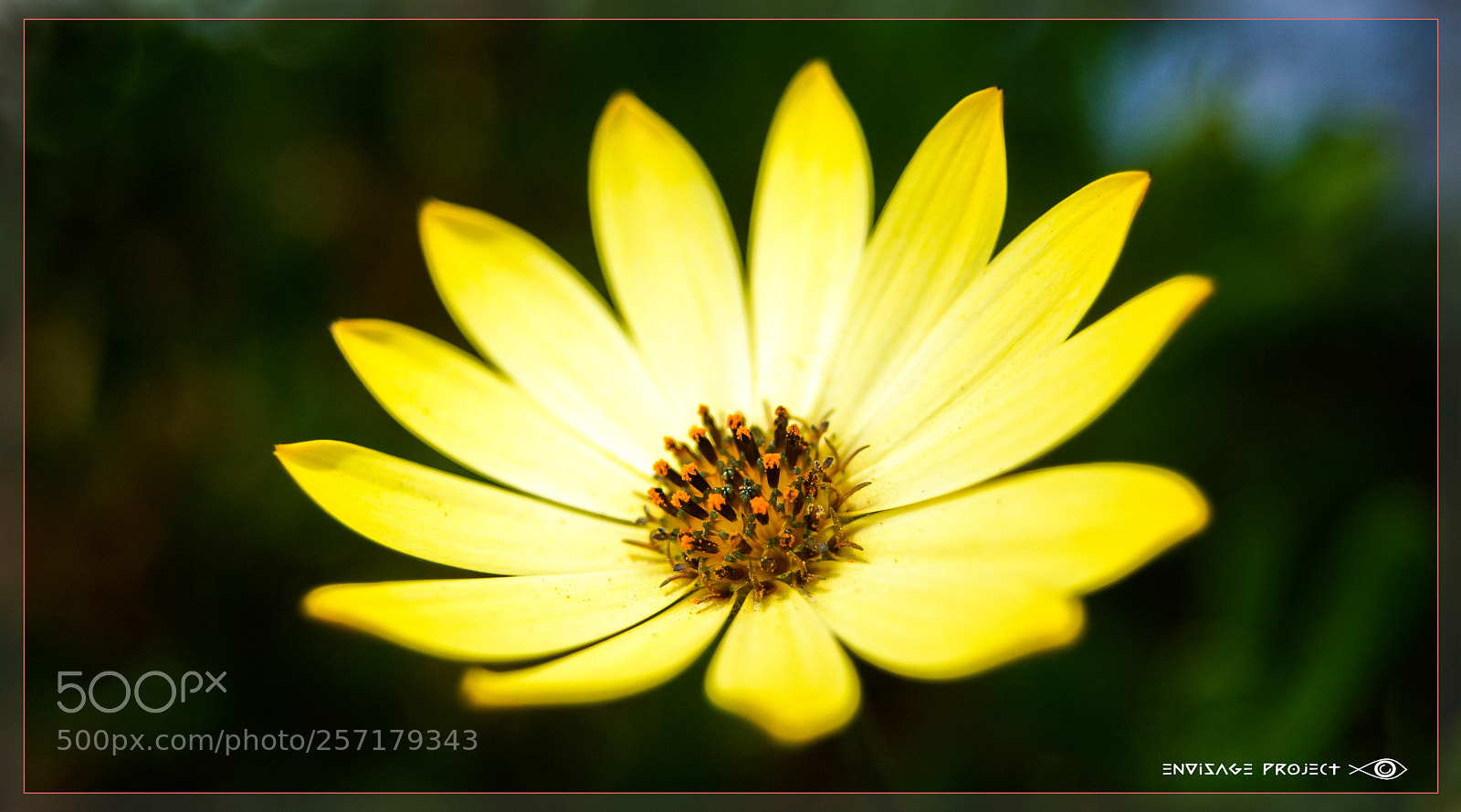 Sony a7R sample photo. Yellow embrace photography